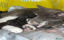 British Shorthair cats for sale: Silver grey tabby cats - Image 10