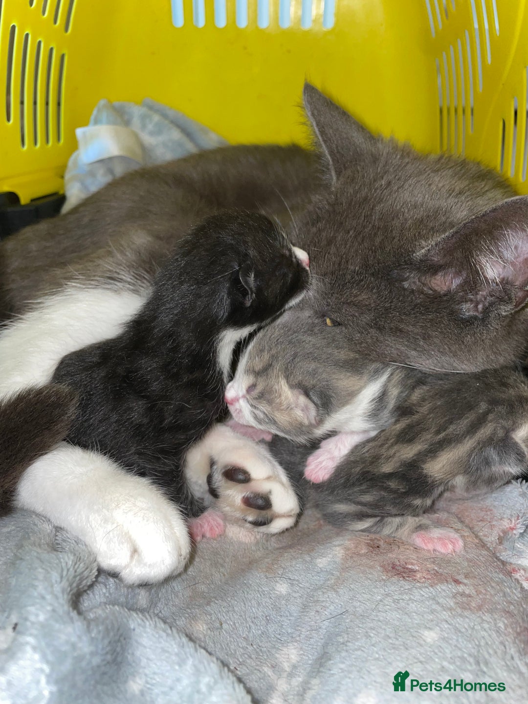 British Shorthair cats for sale: Silver grey tabby cats - Image 10