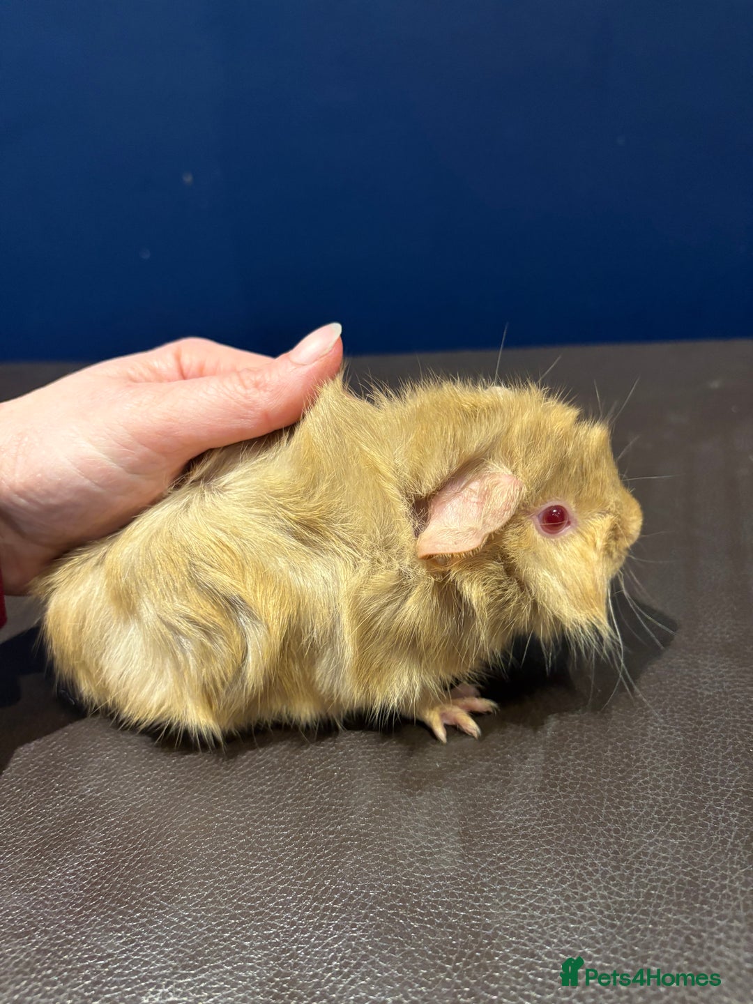 Guinea Pig rodents for sale: Baby Guineas  - Advert 9