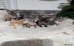 Devon Rex cats for sale: Devon Rex Kittens  - Image 12