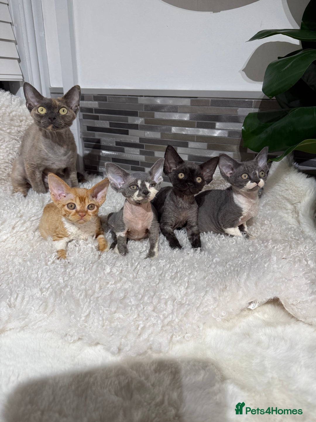 Devon Rex cats for sale: Devon Rex Kittens  - Image 12