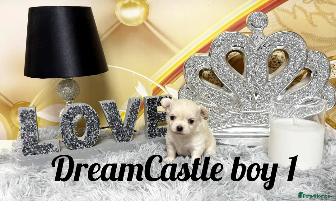 Chihuahua dogs for sale: KC reg Long coat boys available  - Advert 6