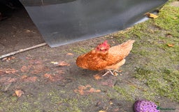 Chickens poultry for sale: x 8 Egg laying chickens  - Image 18