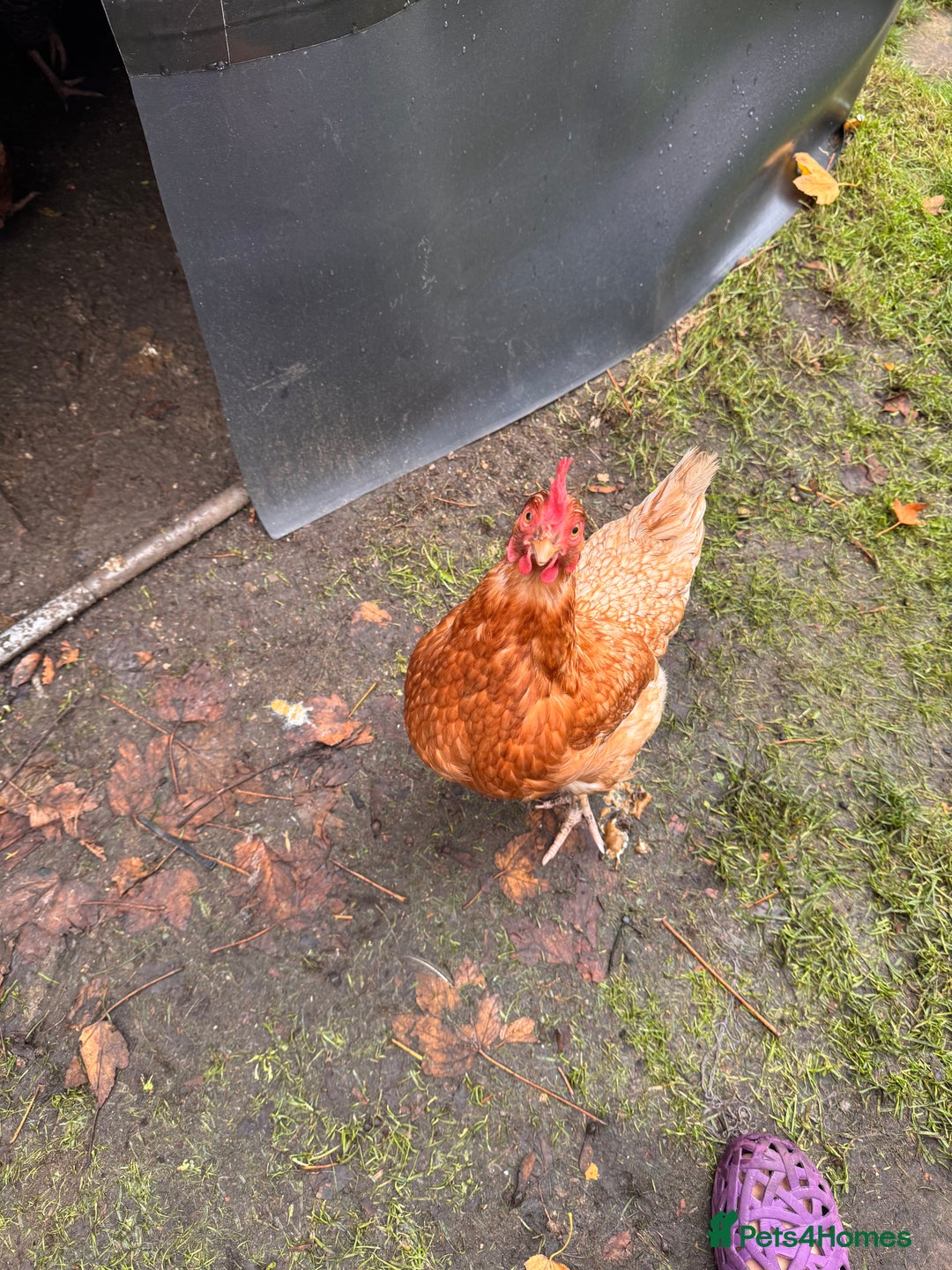 Chickens poultry for sale: x 8 Egg laying chickens  - Image 18