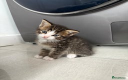 Mixed Breed cats for sale: Six loving kittens - 3 boys and 3 girls - Image 3
