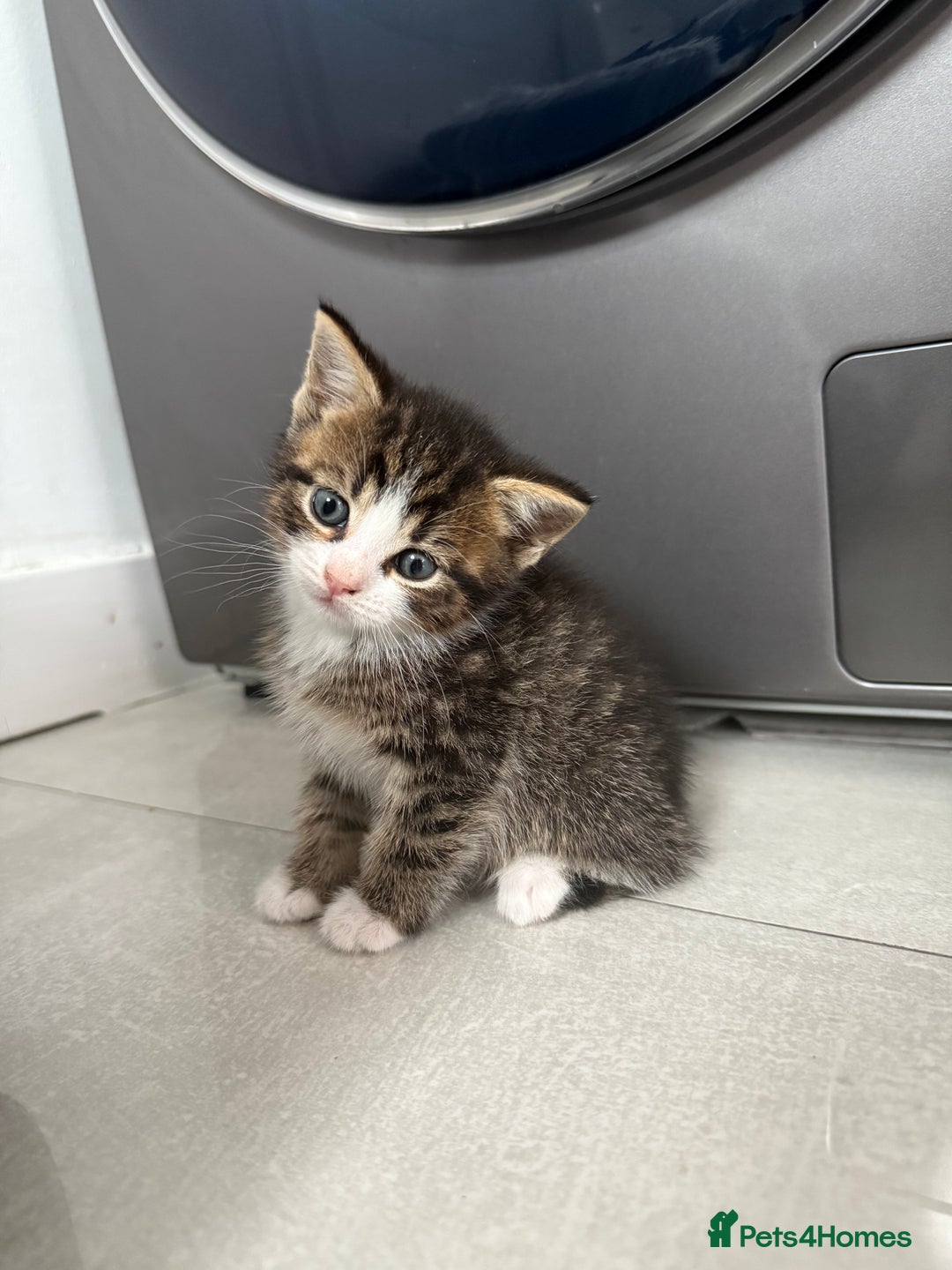 Mixed Breed cats for sale: Six loving kittens - 3 boys and 3 girls - Image 3