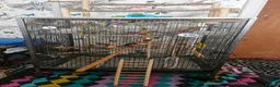 Budgerigars birds for sale: Hand reared, with cage - Advert 4