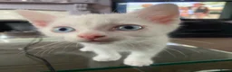Mixed Breed cats for sale: 3 gorgeous white kittens 12 weeks old - Advert 5