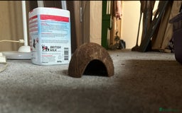Hamster rodents for sale: Full hamster/mouse cage and setup  - Image 8
