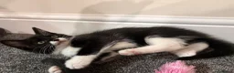 Mixed Breed cats for sale: Beautiful 9-Week-Old Kittens – Ready Now  - Advert 4