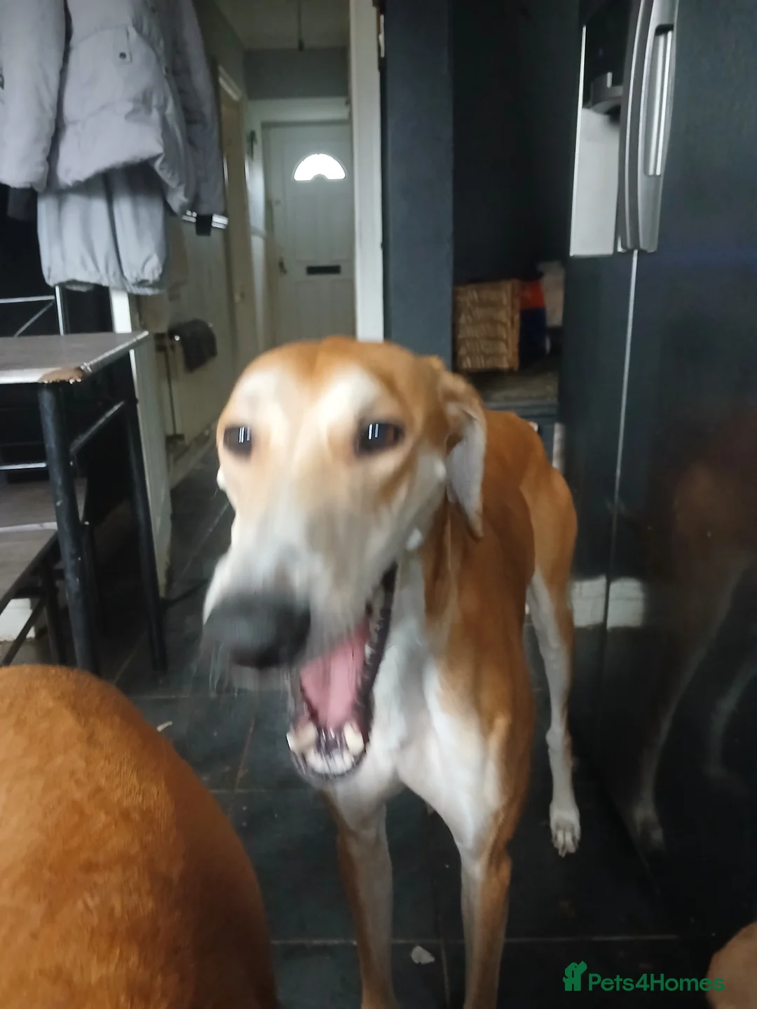 Mixed Breed dogs for sale: Three beautiful deerhound x greyhound  - Advert 11