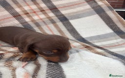 Miniature Dachshund dogs for sale: 5⭐️BREEDERS🏆KCREG🌸6GIRL💙1BOY🩺HEALTH TESTED🧬 - Image 27