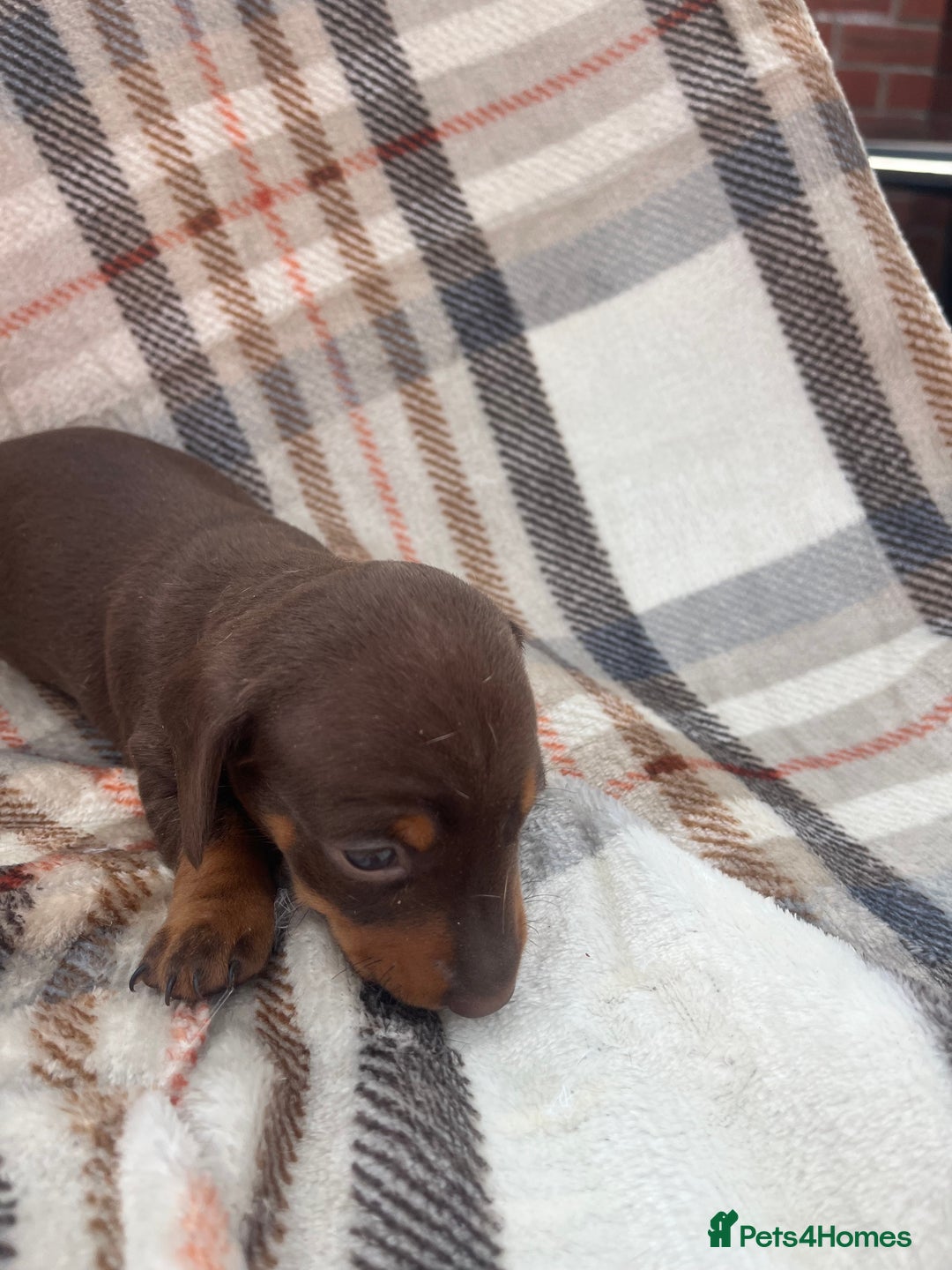 Miniature Dachshund dogs for sale: 5⭐️BREEDERS🏆KCREG🌸6GIRL💙1BOY🩺HEALTH TESTED🧬 - Image 27