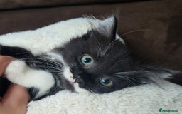 British Longhair cats for sale: 2 gorgeous kittens avaliable  - Image 9