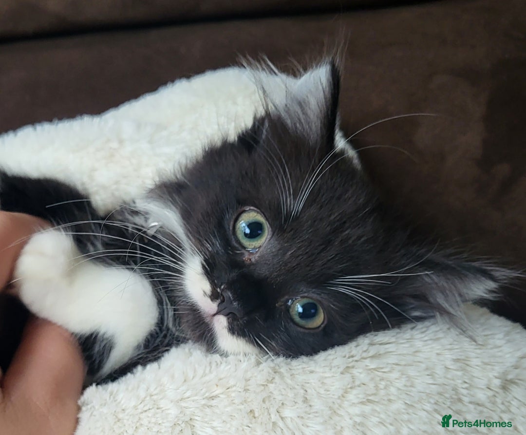 British Longhair cats for sale: 2 gorgeous kittens avaliable  - Image 9