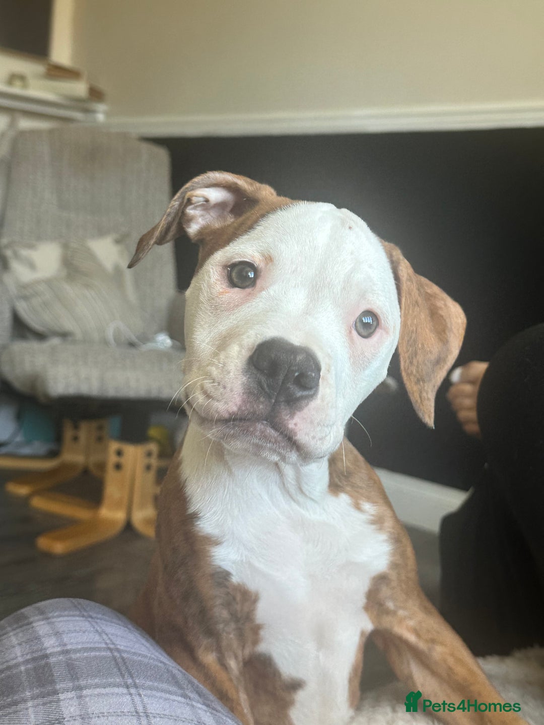 American Bulldog dogs for sale: American bulldogs  - Image 10