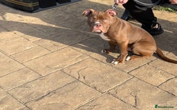 Mixed Breed dogs for sale: 6 Months Puppy / Staffy x English Bulldog  - Image 1