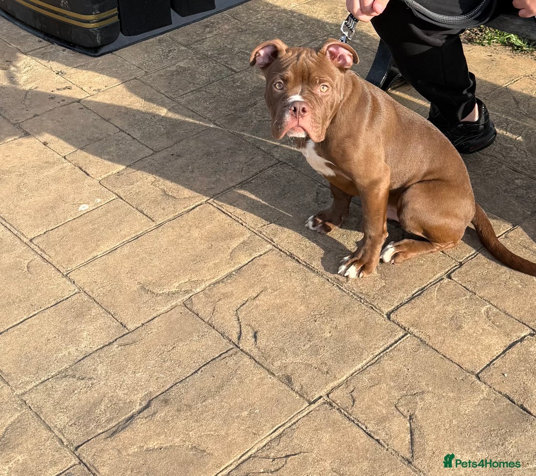 Mixed Breed dogs for sale: 6 Months Puppy / Staffy x English Bulldog  - Image 1