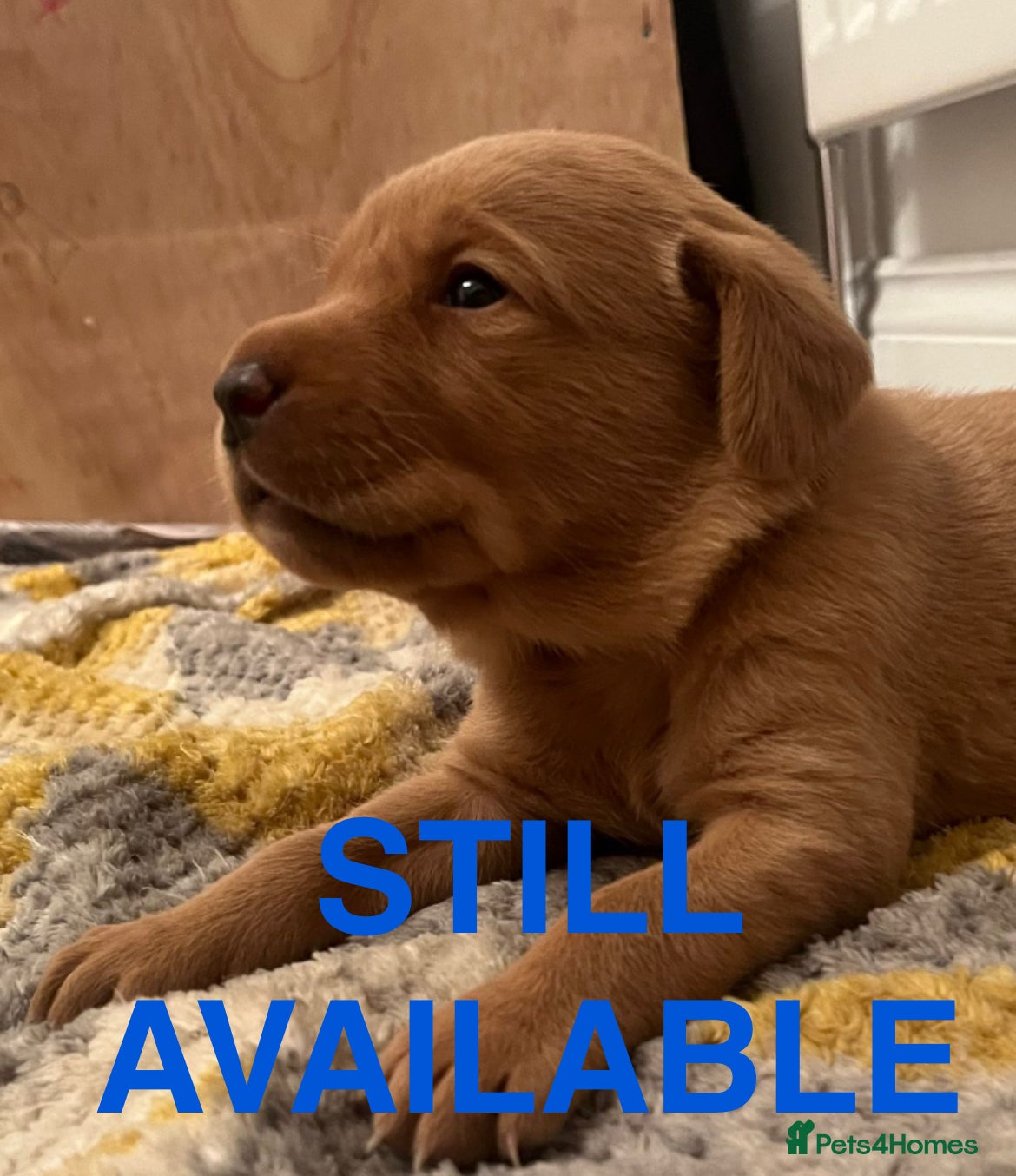 Labrador Retriever dogs 🌟 5 Star KC Registered FOX RED & YELLOW Labradors - Advert 16