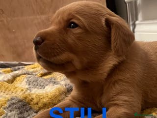 Labrador Retriever dogs 🌟 5 Star KC Registered FOX RED & YELLOW Labradors - Advert 21