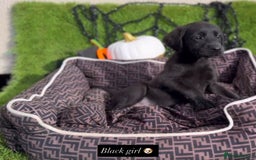 Labrador Retriever dogs for sale: Labrador pups  - Image 8