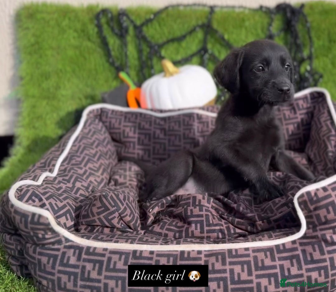Labrador Retriever dogs for sale: Labrador pups  - Image 8