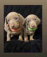 Miniature Dachshund dogs - Advert 10