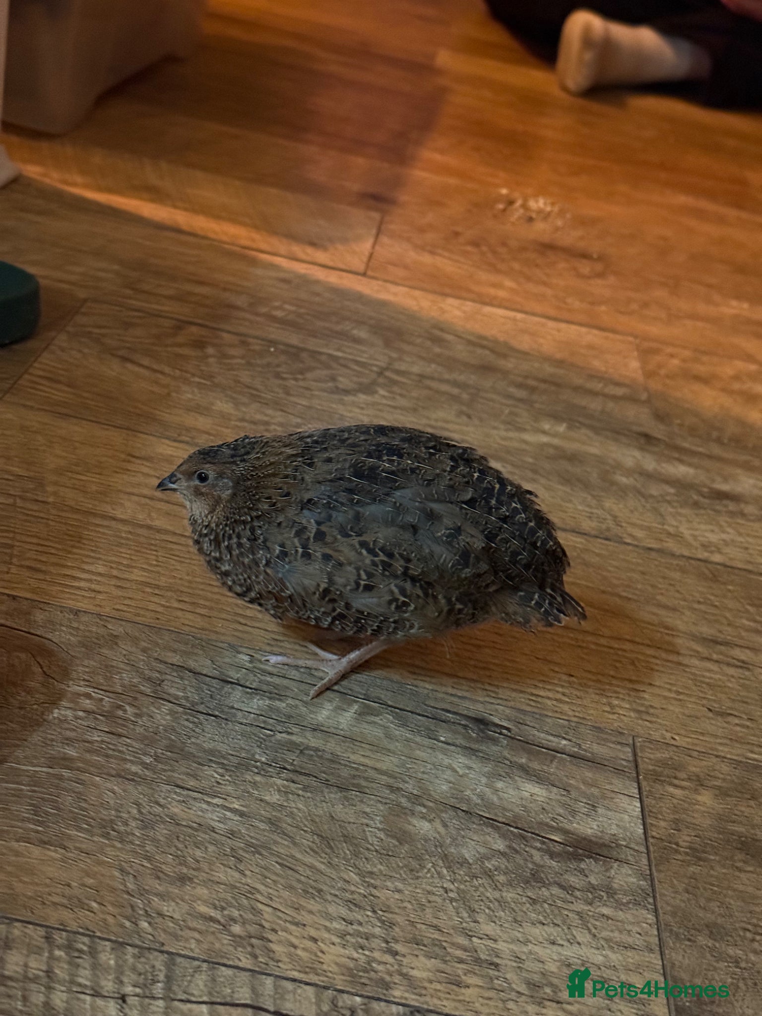 Quail poultry 4 male coturnix quail free to good home - Advert 1