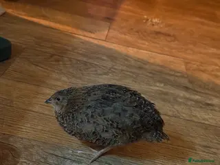 Quail poultry 4 male coturnix quail free to good home - Advert 1