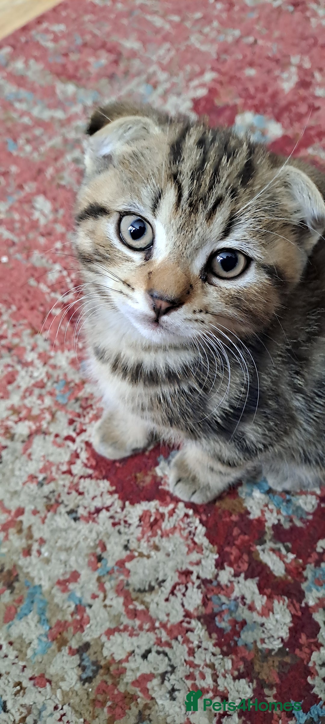 Scottish Fold cats for sale: Scottish fold/straight kittens  - Image 13