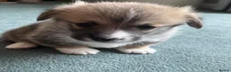 Welsh Corgi Pembroke dogs for sale: Welsh Pembroke Corgi in Darlington - Advert 11
