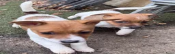 Jack Russell dogs for sale: Bred From Health Tested Parents - Advert 5