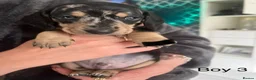 Miniature Dachshund dogs for sale: KC registered miniature dachshunds READY NOW - Advert 24