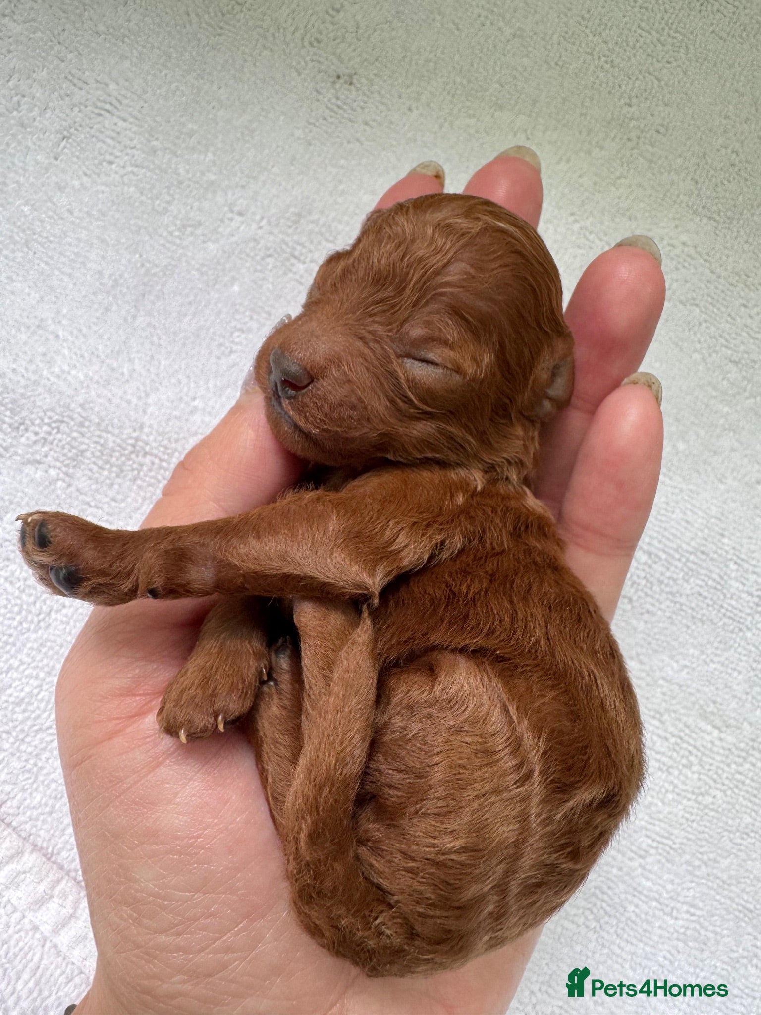 Toy Poodle dogs KC dark ExtraTiny toy poodle puppies champion line - Advert 1