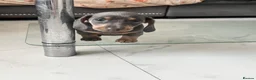 Dachshund dogs for sale: Beautiful little miniature girl dachshund - Advert 6