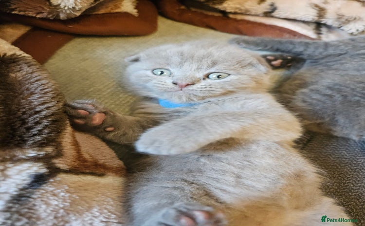 Scottish Fold cats in Peterborough - Advert 3