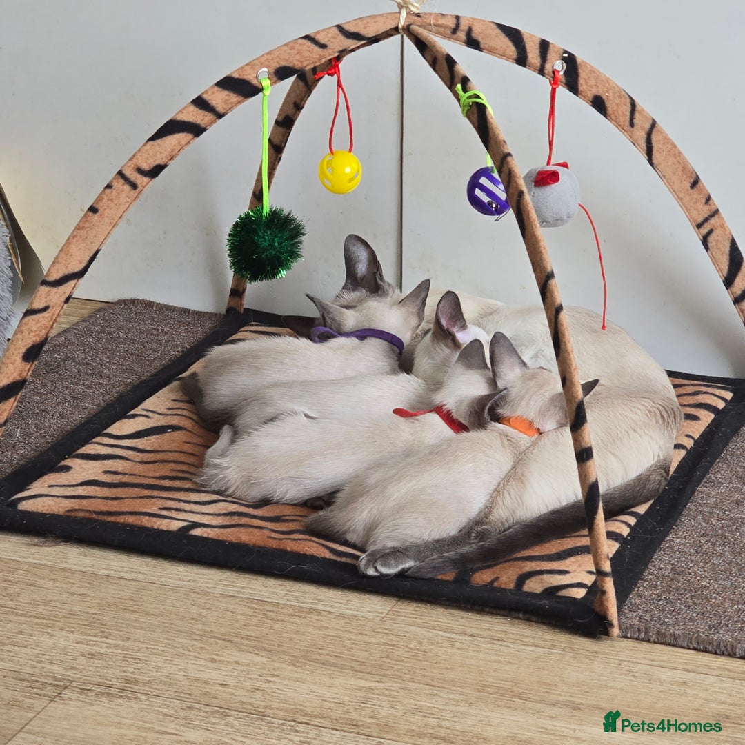 Siamese cats for sale: Four gorgeous girls - Image 10