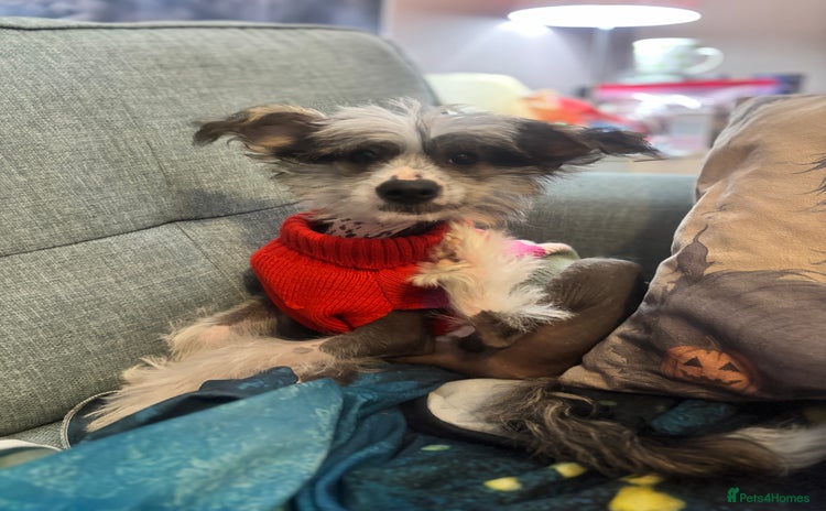 Chinese Crested dogs - Advert 1