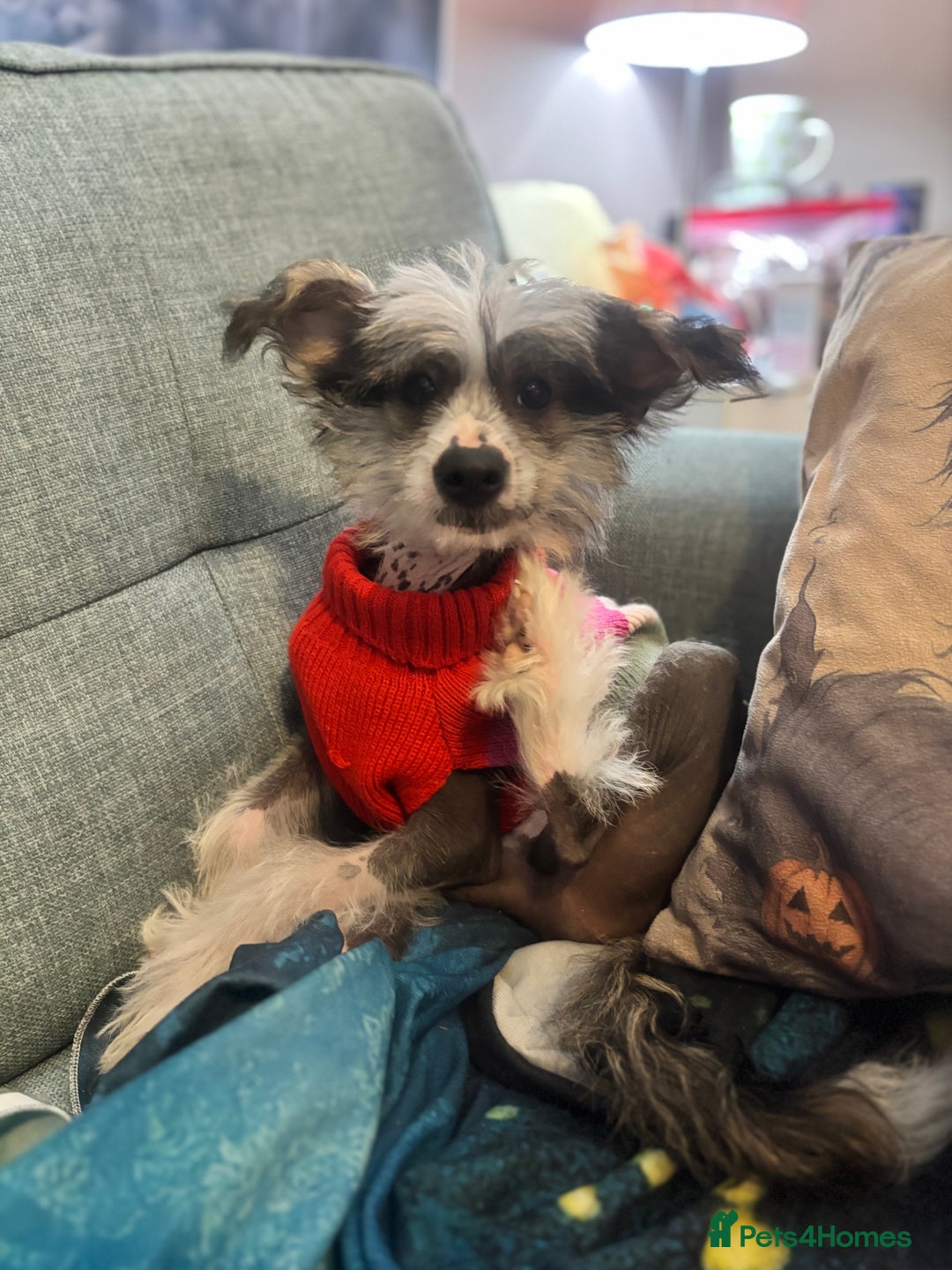 Chinese Crested dogs for sale: Chinese Crested pups- Powder Puff and Hairless - Image 7