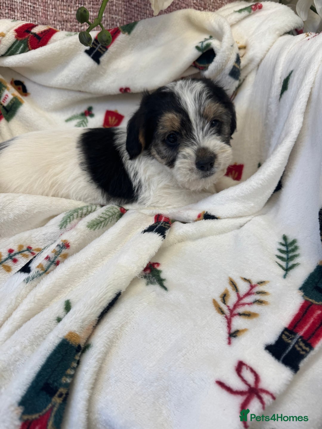 Jack Russell dogs for sale: Jack Russell  x Shitzu puppies  - Advert 4