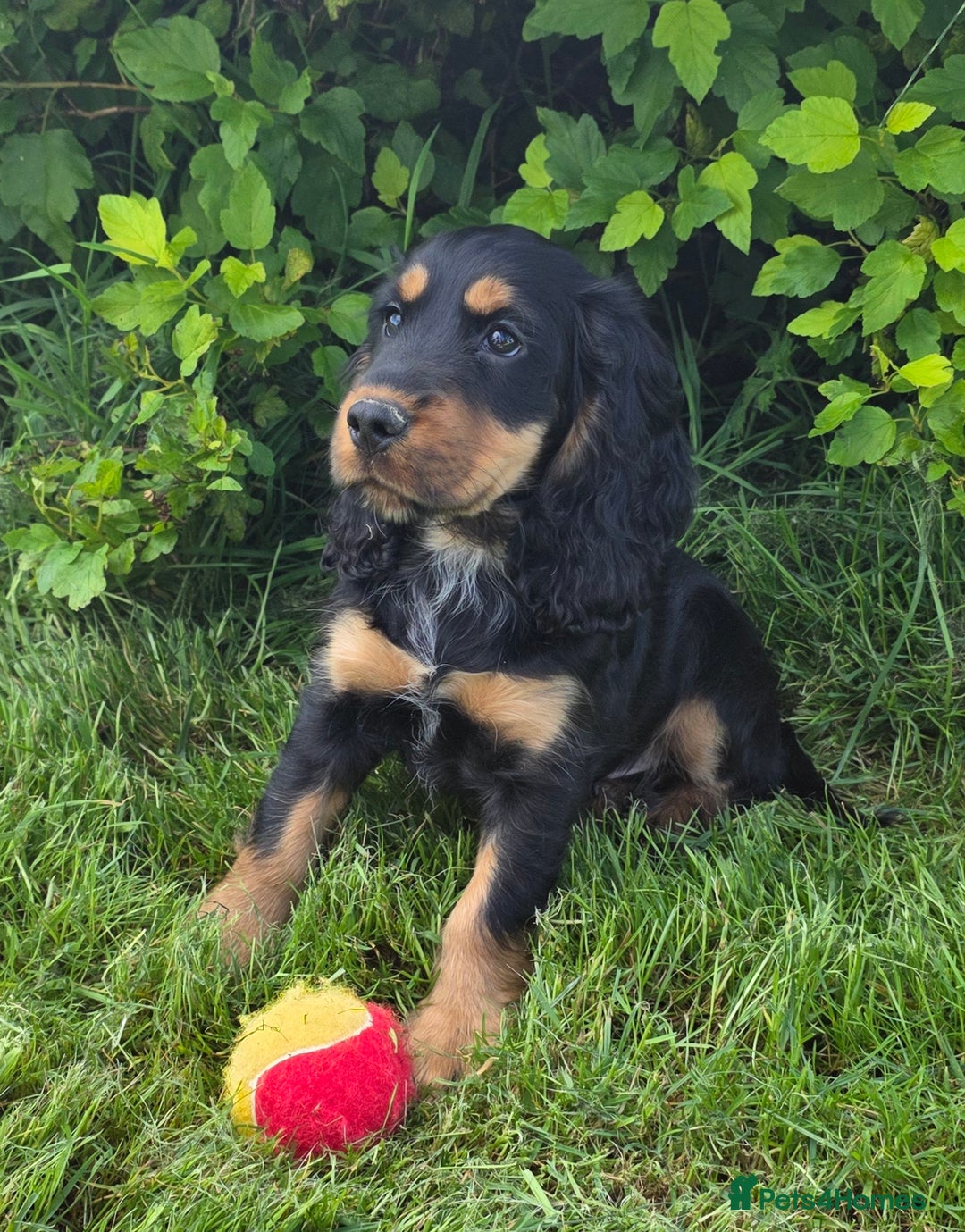 Cocker Spaniel dogs for sale: ⭐️ DNA Tested Clear + Show Type ⭐️ - Image 5