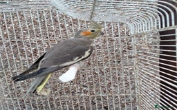 Cockatiels birds for sale: pair of grey cockatiels with cage - Image 2
