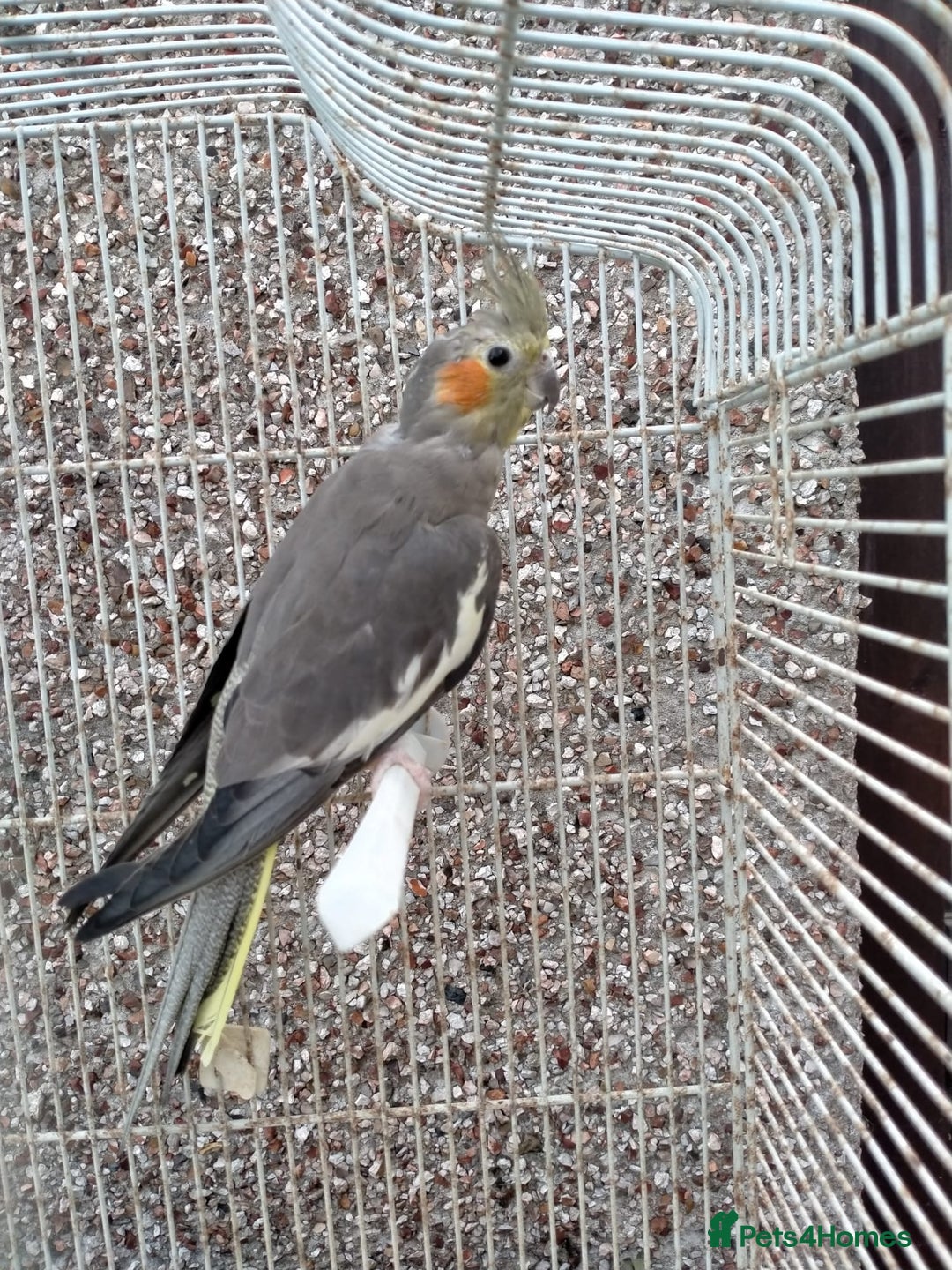 Cockatiels birds for sale: pair of grey cockatiels with cage - Image 2