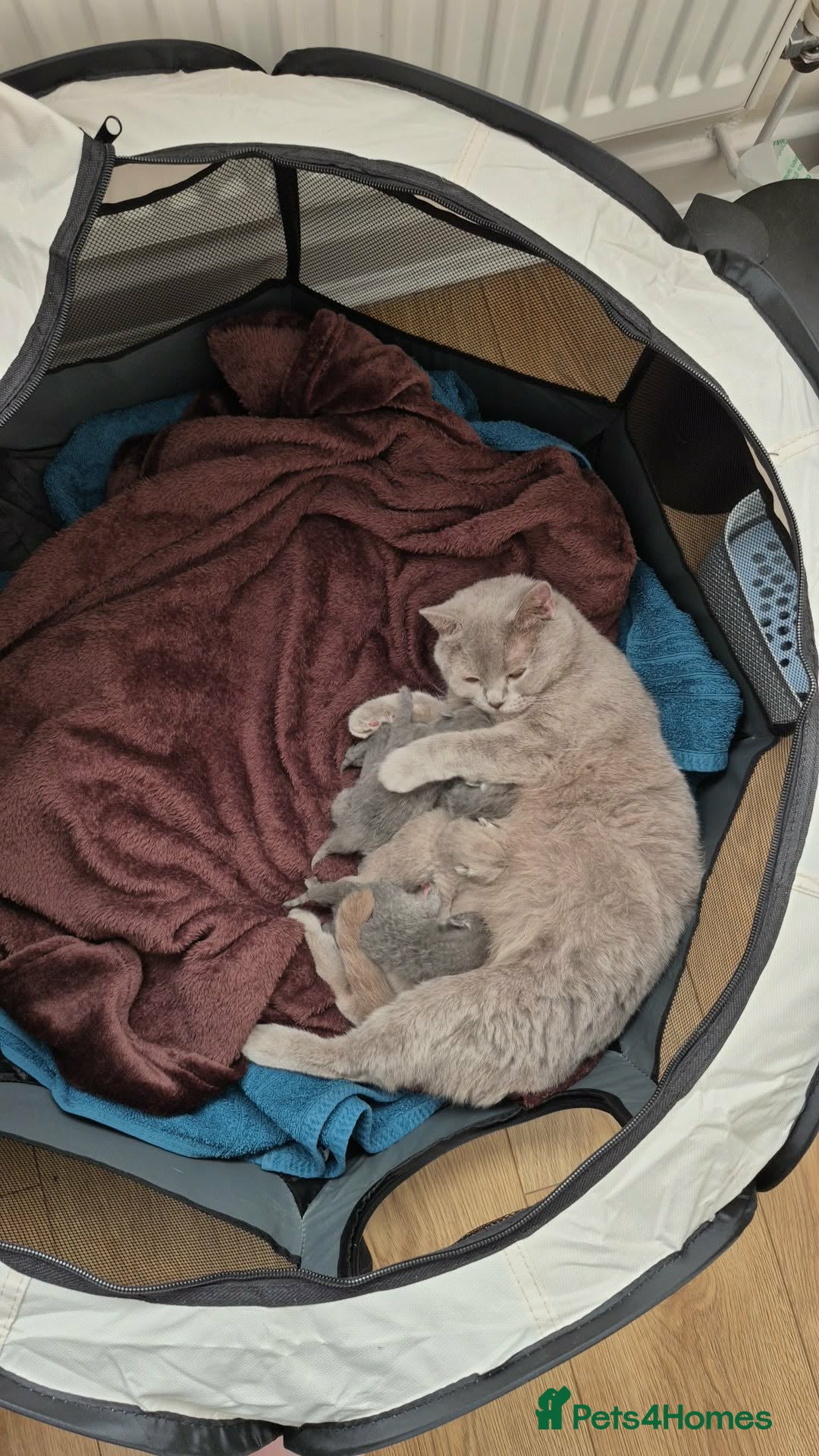 British Shorthair cats for sale: British shorthair kittens for sale  in Gloucester - Advert 2