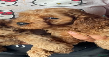 Cockapoo dogs - Advert 4