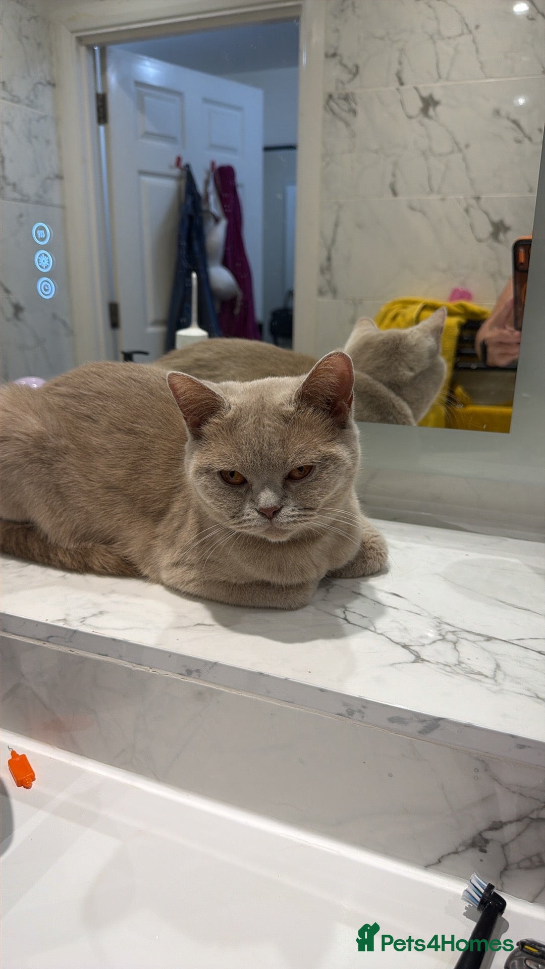 British Shorthair cats Pinky  - Advert 14