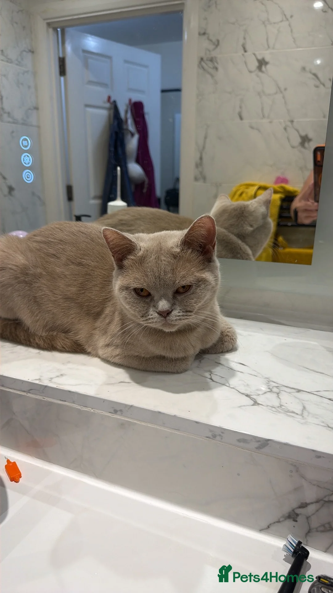 British Shorthair cats for sale: Pinky  - Advert 1