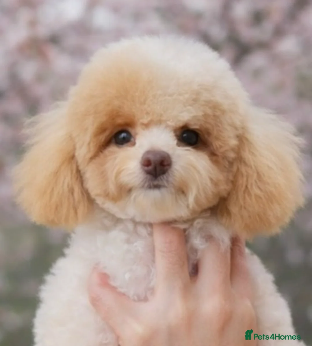Toy Poodle dogs for sale: Waiting List Now Open – Luxury Asian Poodle Pups - Advert 2