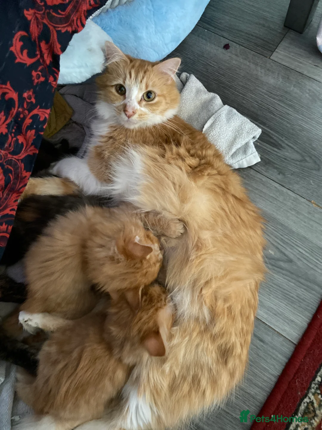 British Longhair cats for sale: 3 British Longhairs  in Liverpool - Advert 1
