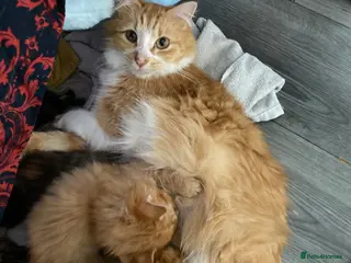 British Longhair cats 3 British Longhairs in Liverpool - Advert 8